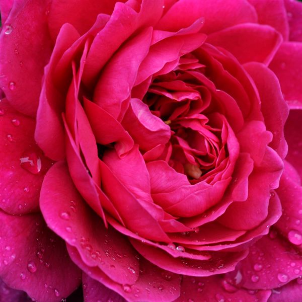 - how to frame a garden image- Rose flower by stacy bass