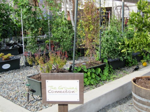 google growing connection garden