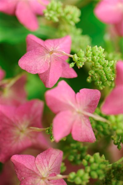 A close up of pink flowers with green leaves.