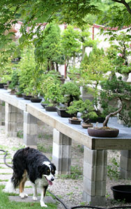 tucker the dog bonsai garden littleton massachyusetts