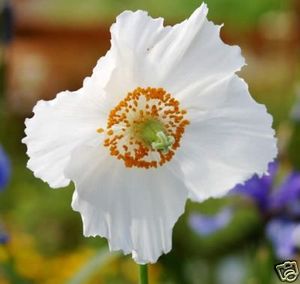 Meconopsis Betonicifolia Alba white woodland poppy