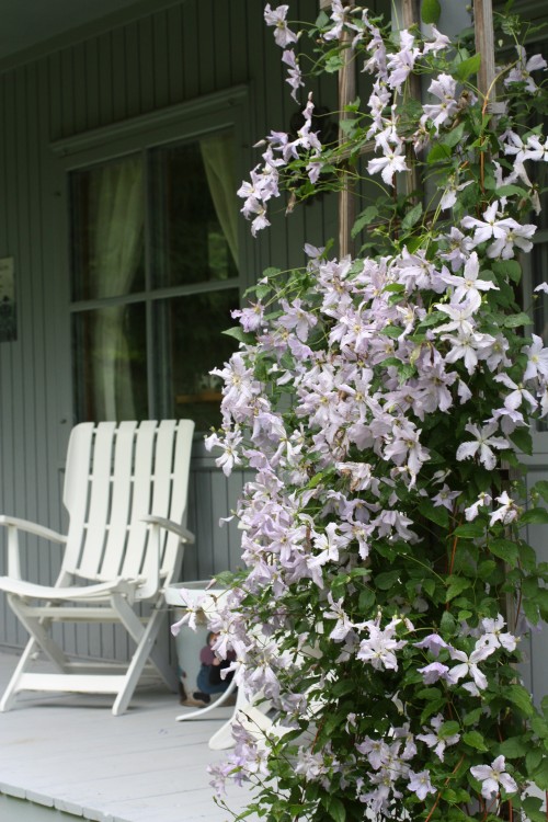 clematis on a post in a vermont garden