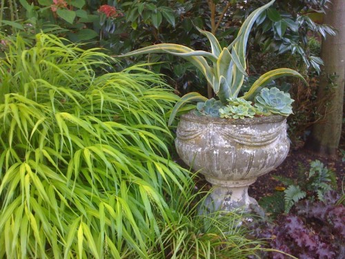 hakone grass and urn