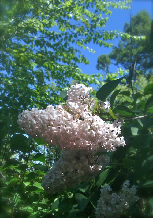 lilacs in the woods