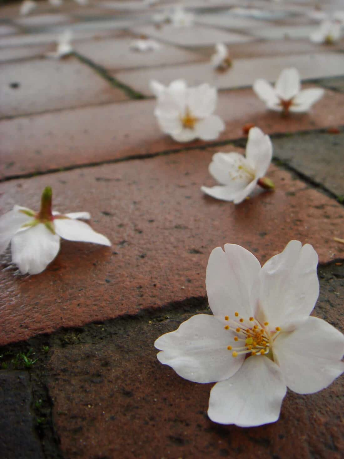 White cherry blossoms, embodying the essence of Wabi-Sabi, are scattered on a brick pavement. A focus on the nearest flower captures its serene beauty amidst imperfection.