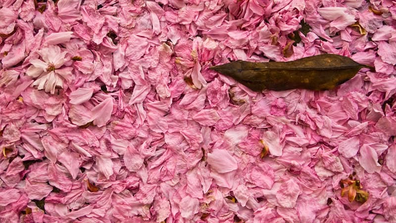 A ground covered with numerous pink cherry blossom petals, with a single brown leaf resting on top, beautifully embodies the Wabi-Sabi philosophy by highlighting the beauty in imperfection and transient moments.