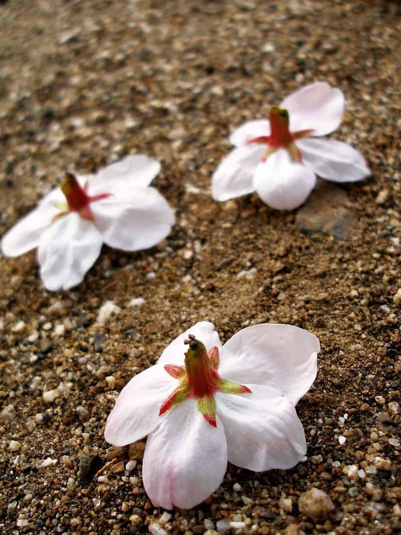 Three delicate white flowers with pink centers lie scattered on a sandy surface, embodying the philosophy of Wabi-Sabi. The petals are slightly glossy, and the background is a mix of fine sand and small pebbles, creating a natural, serene scene that invites contemplation of life's imperfect beauty.