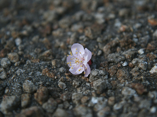 cherry blossom on the ground