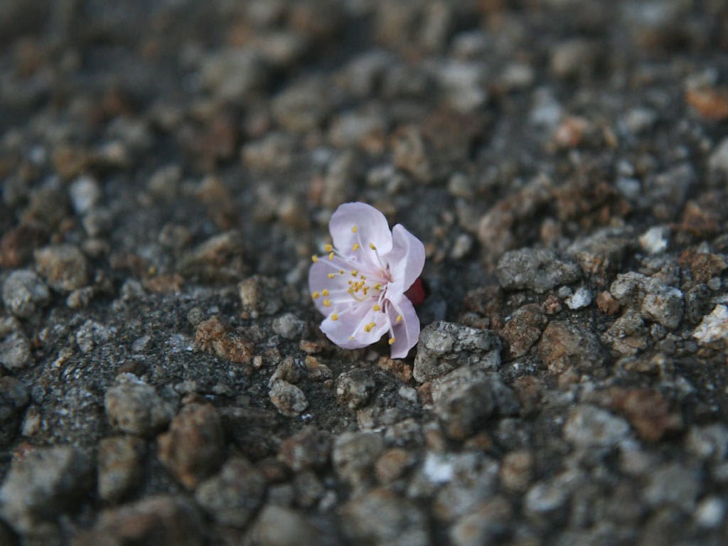 A delicate pink flower with yellow stamens lies on a rough, textured gravel surface, embodying the concept of Wabi-Sabi by highlighting the contrast between the fragile bloom and the rugged ground.