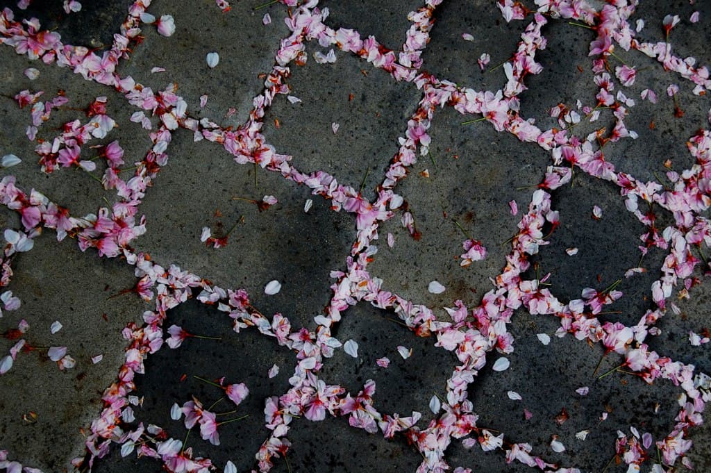 Fallen pink petals scattered on a dark gray cobblestone path, arranged in a diagonal pattern, evoke a sense of Wabi-Sabi. Their contrast with the rough stone texture captures an aesthetic beauty, creating an intricate, colorful grid-like effect that celebrates imperfect elegance.