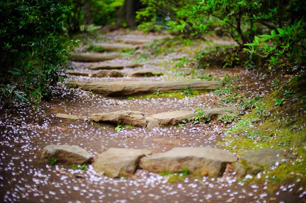 A serene forest path with stepping stones, surrounded by lush green foliage, embodies the essence of Wabi-Sabi. The ground is sprinkled with delicate, fallen cherry blossom petals, adding a touch of pink and white to the earthy tones of the trail.