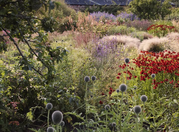 A lush, colorful garden reminiscent of Allan Pollok-Morris's stunning imagery features a variety of plants and flowers, including red blooms, purple flowers, and spiky green spheres in the foreground. The background showcases more blooms and dense foliage under a clear sky.