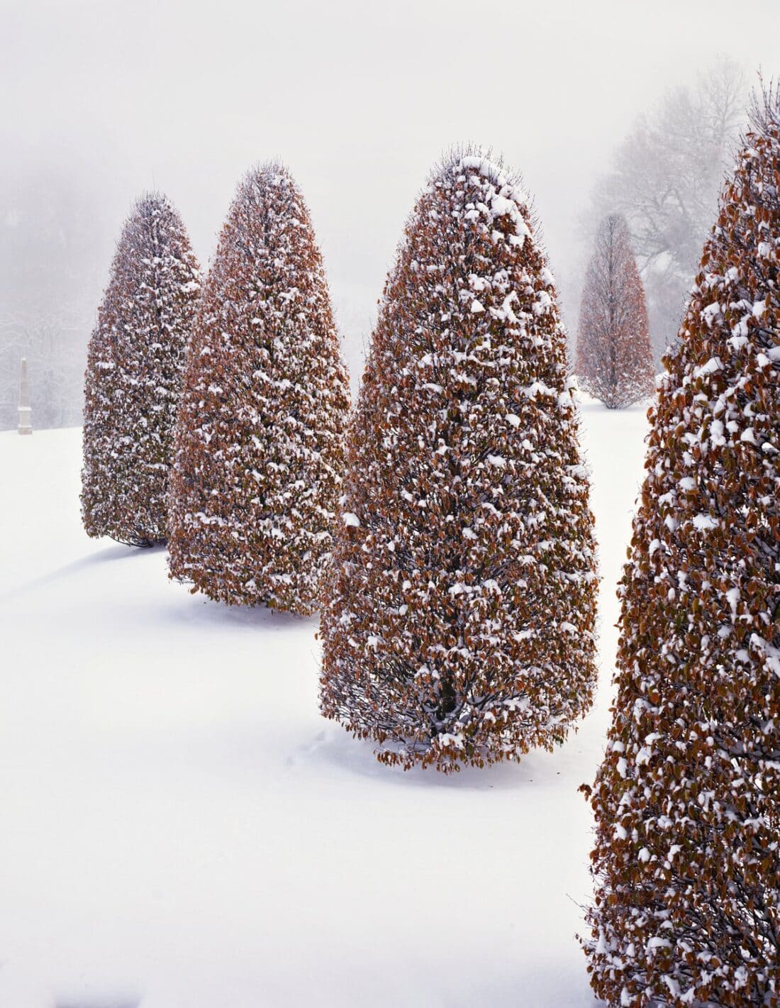 Snow-covered trees, reminiscent of patterns in Allan Pollok-Morris's photography book "Close," stand in a row on a white, snowy landscape. The conical shapes create a uniform pattern against the backdrop of a foggy sky and distant trees.