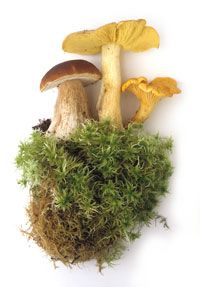 A group of mushrooms and moss on a white background.