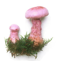 rogers mushrooms