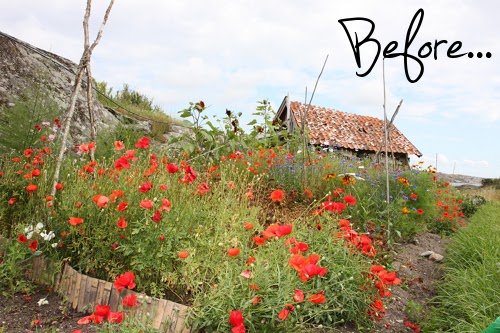 before and after poppy garden watercolor