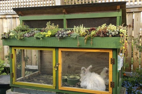green roof rabbit hutch