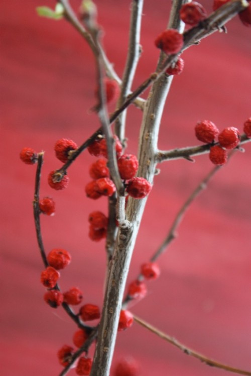 Red paintboard backdrop winterberry twigs