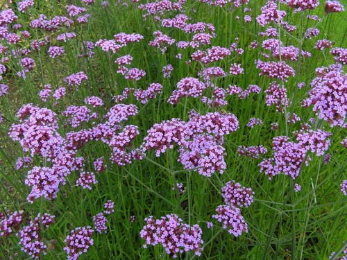 verbena bonariensis purple flowers plant