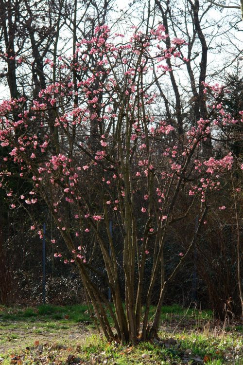 viburnum bodnantense