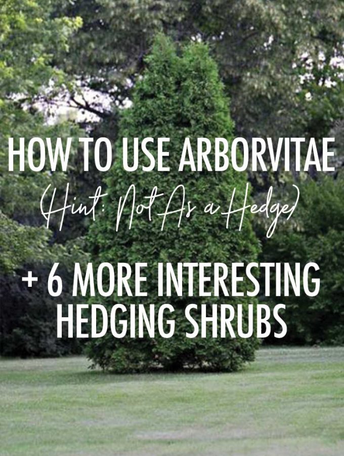 How to Use Arborvitae (Hint: Not As a Hedge) + 6 More Interesting Varieties