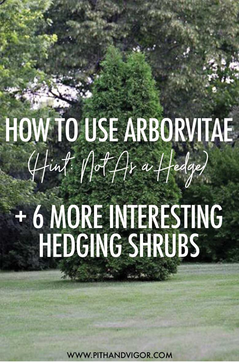 How to Use Arborvitae (Hint: Not As a Hedge) + 6 More Interesting Varieties