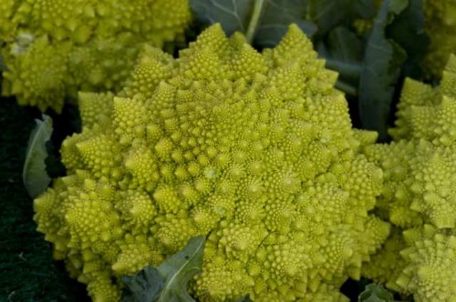 romanesco cauliflower fractal pattern broccoli