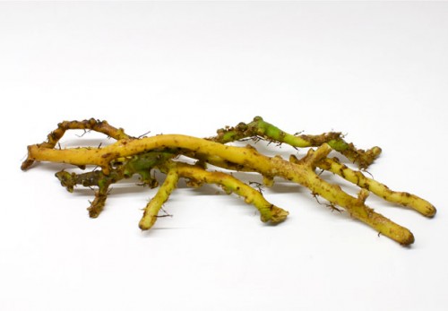 Glycyrrhiza lepidota licorice root