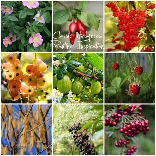 hedgerow planting inspiration board