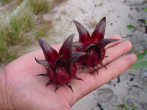 wild Hibiscus sabdariffa Terengganu