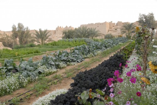 the kingdom of saudi arabia kate frey garden 