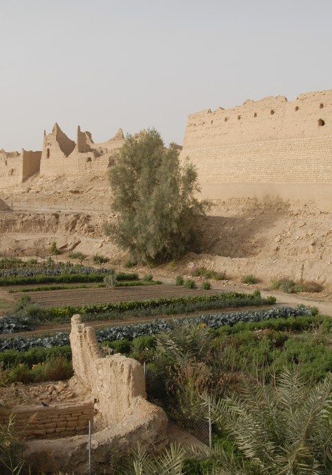 A garden in the middle of a desert.