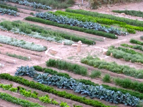 diriyah organic farm