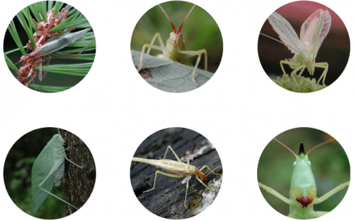 cricket Radio sounds of katydids and crickets 