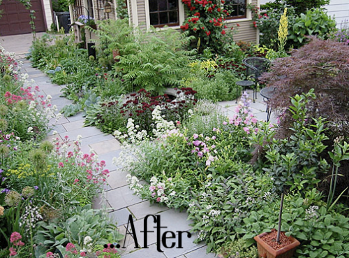 before and after medicinal herb garden