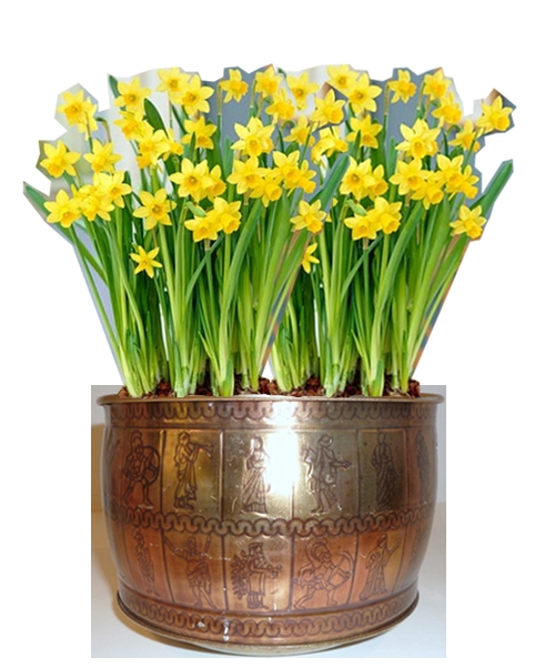 yellow daffodils and copper pot