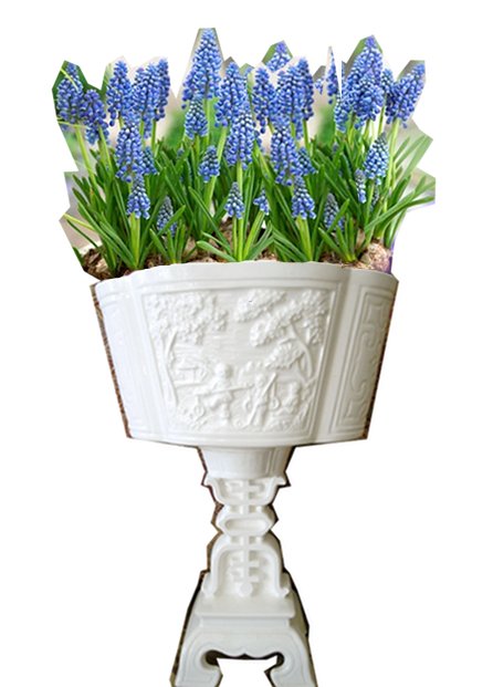 white pedestal container and grape hyacinth