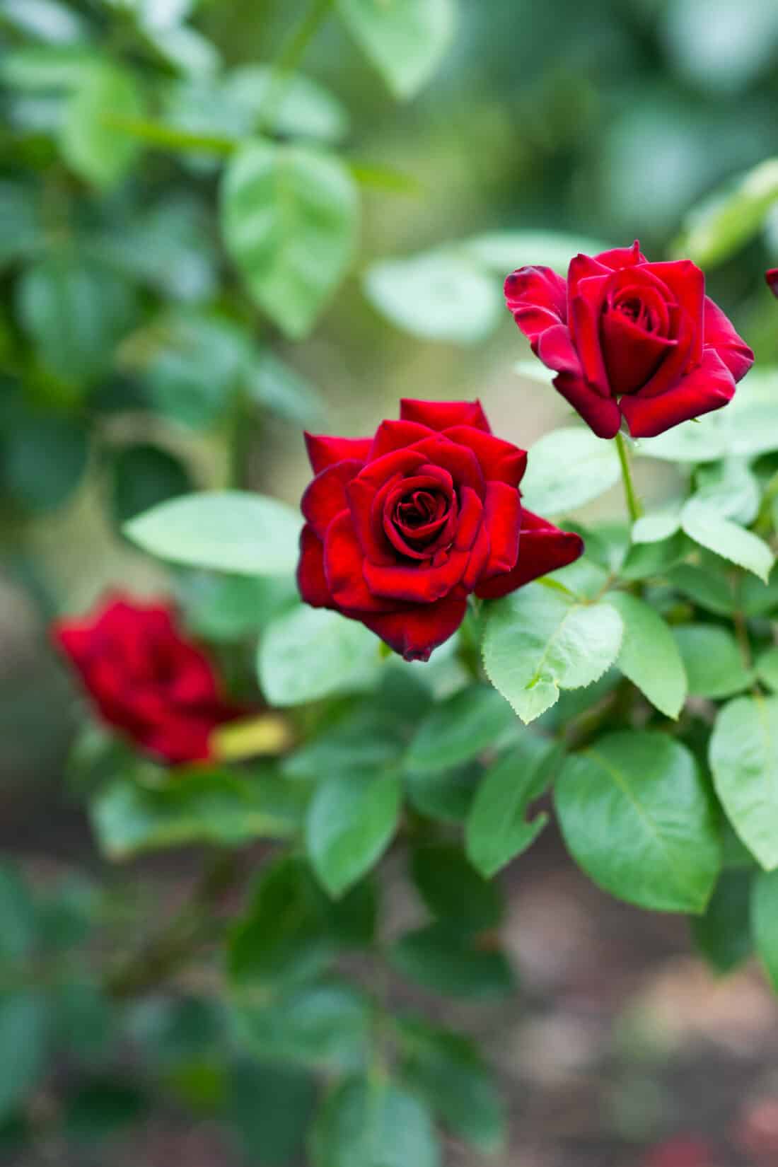 A close-up of red roses blooming among green leaves in the garden demonstrates nature's beauty, intertwined with applied phenology, revealing the perfect timing of blossoming.