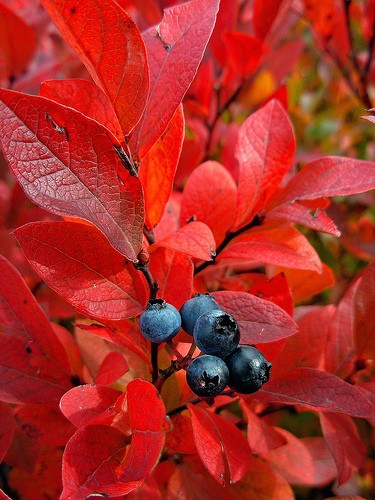 autumn blueberry bush