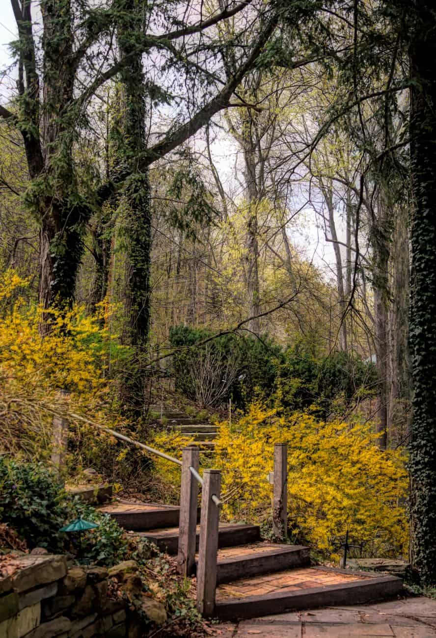 A serene forest scene with a wooden staircase leading upward, embodying folk wisdom. Yellow flowering bushes flank the steps, surrounded by tall trees with fresh green leaves. Sunlight filters through the branches, casting a gentle glow on the path, highlighting nature's seasonal rhythms.