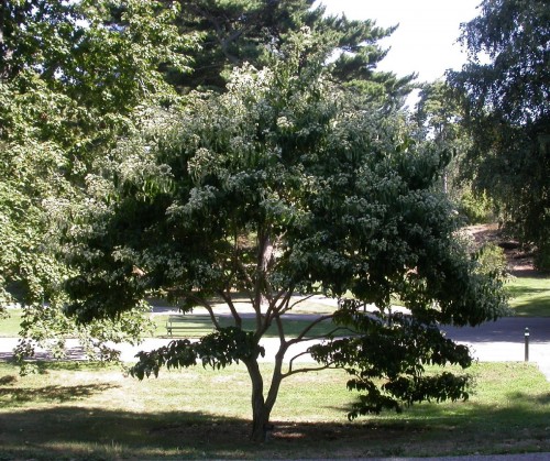Heptocodium miconioides