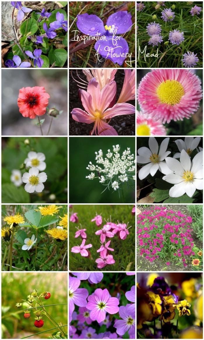 inspiration plants for a flowery mead meadow www.pithandvigor.com