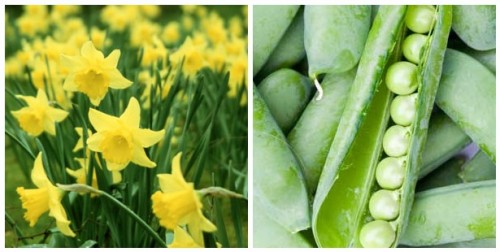 plant peas when daffodils bloom