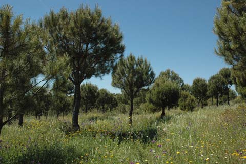stone pine tres in portugal