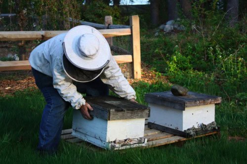 A person wearing a beekeeping suit and veil is handling a wooden beehive in an outdoor setting, surrounded by greenery and a wooden fence. The bees arrived, buzzing around as the beekeeper carefully attends to the two stacked boxes with a rock placed on top.