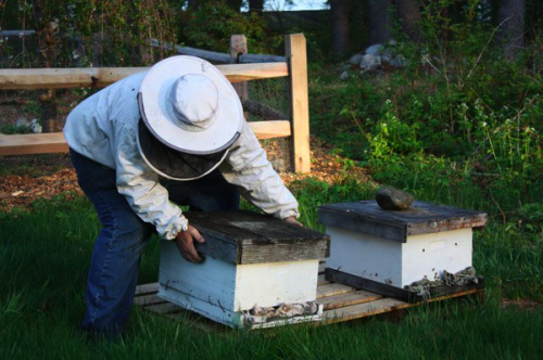 Bee hive installation bee keeper