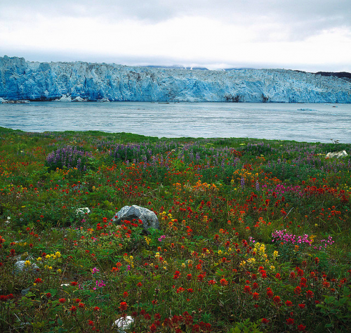 Wildflower garden hubbard glacier alaska 