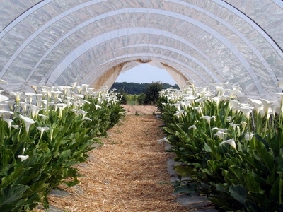calla lilies and weed control fabric