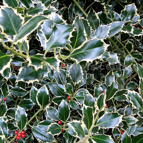 ilex aquifolium argentea marginata