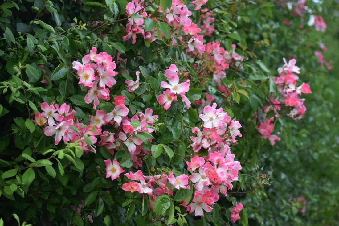 Bush with numerous small pink flowers in full bloom, surrounded by vibrant green leaves. The delicate blossoms, echoing the "Romance of the Rose," feature shades of pink and white, creating a lush and colorful scene against a green backdrop—a vision that Pat Leuchtman would surely adore.